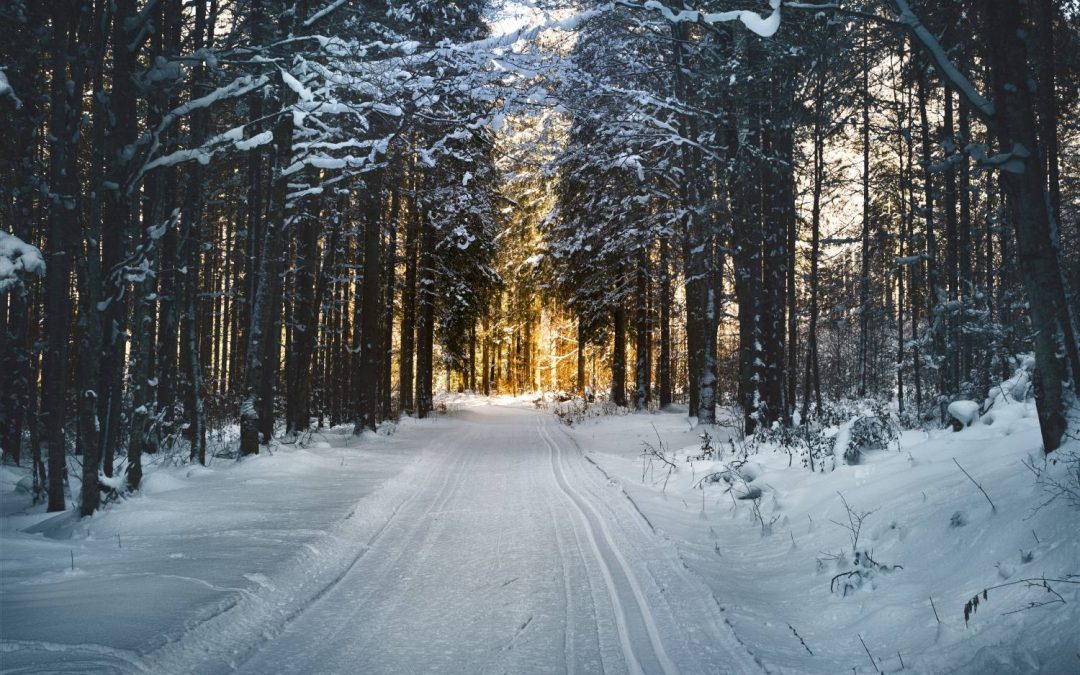 Motorcycle Training Blog Snow-covered forest pathway with sunlight filtering through trees, illustrating a serene winter landscape relevant to motorcycle safety and road awareness.